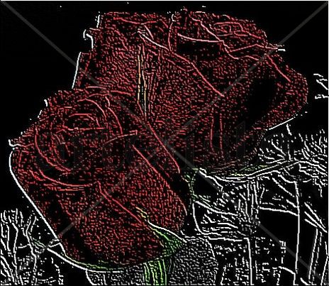 Rosas Encriptadas