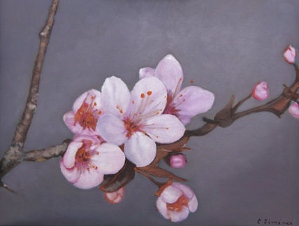 Florecen los prunos