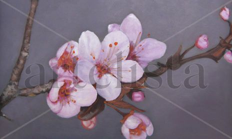 Flores, bodegones