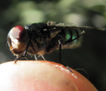 Green Bottle Fly  -  INSECTOS DE ARGENTINA