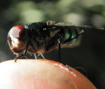 Green Bottle Fly  -...