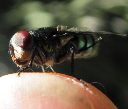 Green Bottle Fly  -...