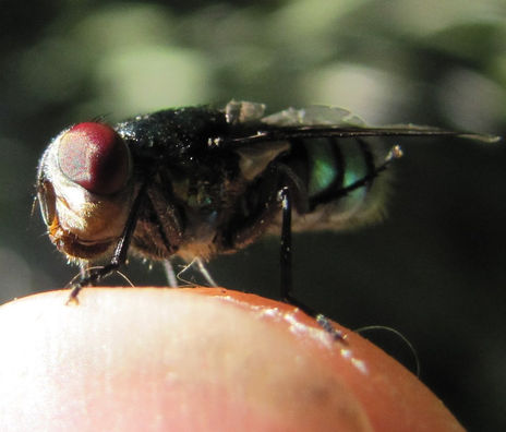 Green Bottle Fly  -...