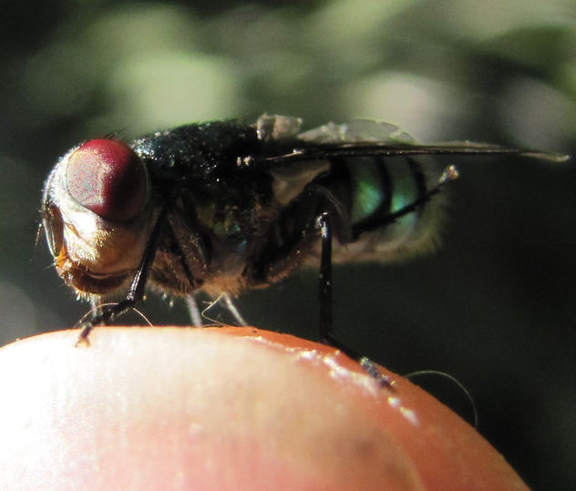 Green Bottle Fly  -  INSECTOS DE ARGENTINA