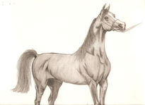 Caballo, detalle