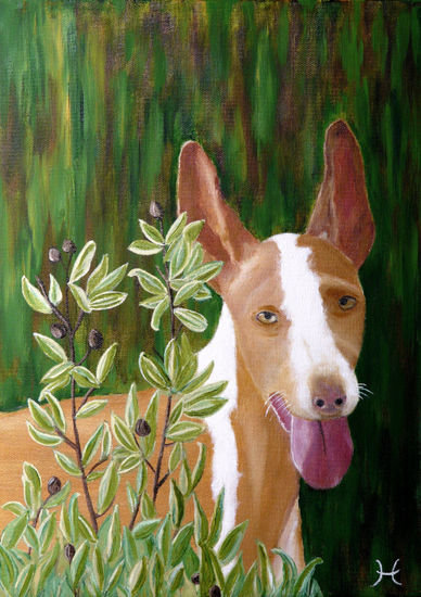 Perro ibicenco Oil Canvas Animals