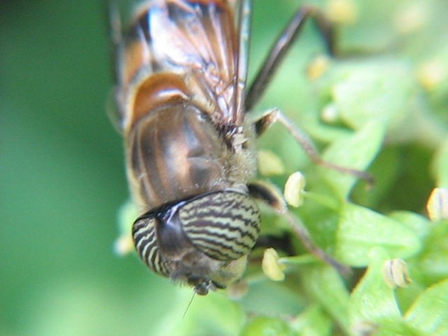 ERISTALINUS TAENIOPS  -  INSECTOS DE ARGENTINA Fotoperiodismo y documental Color (Digital)