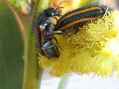 COPULA DE TRICHODES  -  INSECTOS DE ARGENTINA