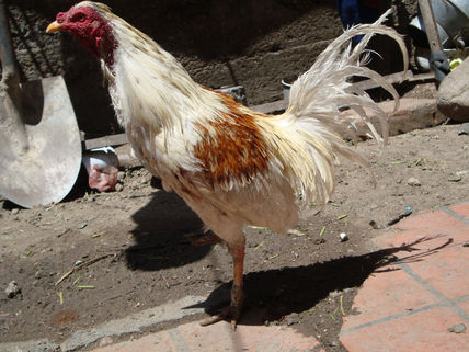 El gallo de pelea