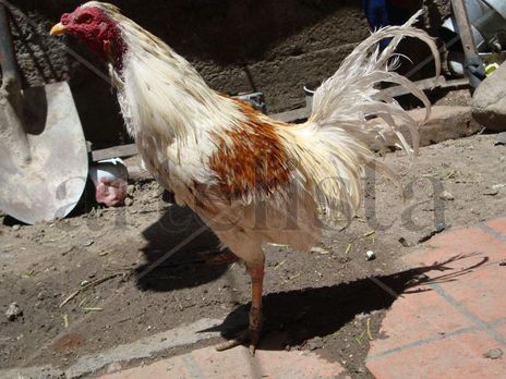 El gallo de pelea