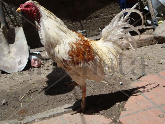 el gallo de pelea 