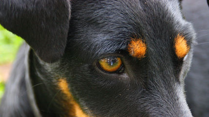 ‟Profunda mirada"