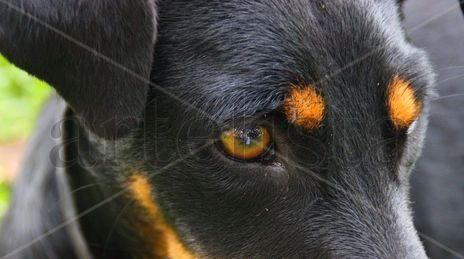 ‟Profunda mirada"