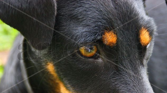 ‟Profunda mirada"