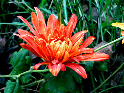 Flor 03