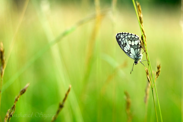 wing field Naturaleza Color (Digital)