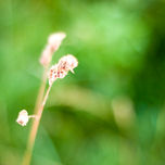 Petals / Pétalos thumbnail 2
