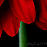Petals / Pétalos thumbnail 1