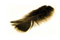Pluma 03