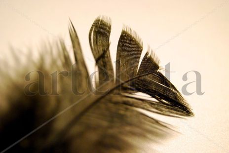 Pluma 04