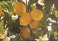 Limones de Mondrón