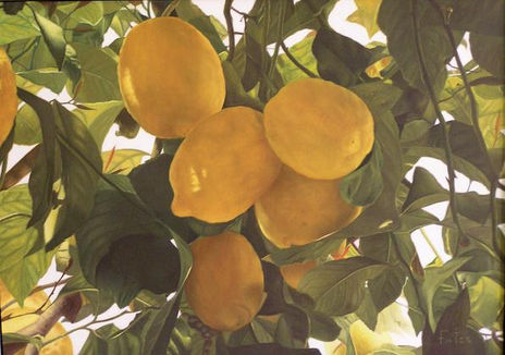 Limones de Mondrón