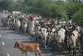 INDIA2008