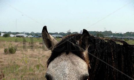 CABEZAS DE CABALLOS