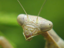 Mantis  -  insectos...