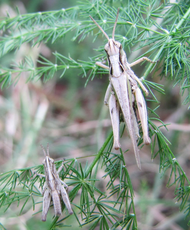 ACRIDA UNGARICA  -  INSECTOS DE ARGENTINA