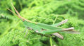 ACRIDA UNGARICA ADULTA  -  INSECTOS DE ARGENTINA