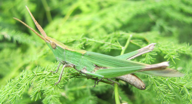 ACRIDA UNGARICA ADULTA  -  INSECTOS DE ARGENTINA