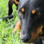 ‟El Perro" thumbnail 2