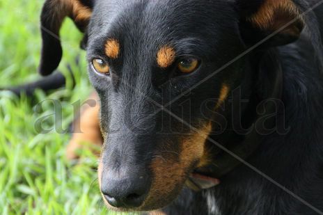 ‟Profunda mirada"