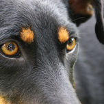 ‟El Perro" thumbnail 1
