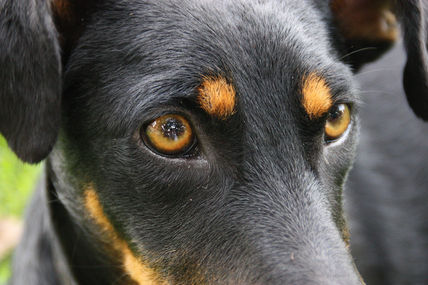 ‟Profunda mirada"