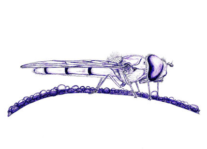 Mosca 11