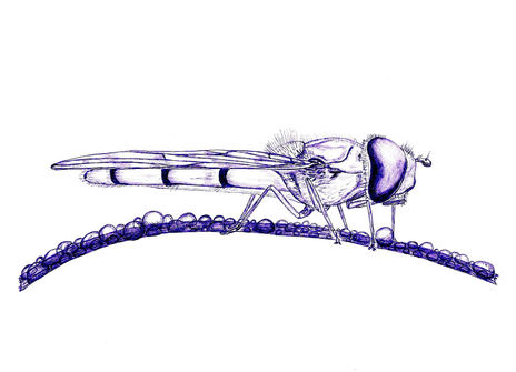 Mosca 11