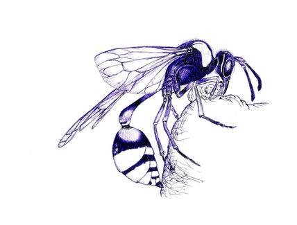 Avispa gigante