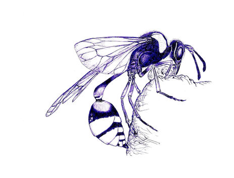 Avispa gigante
