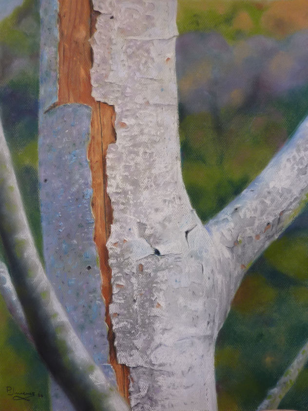 DETALLE DE CORTEZA