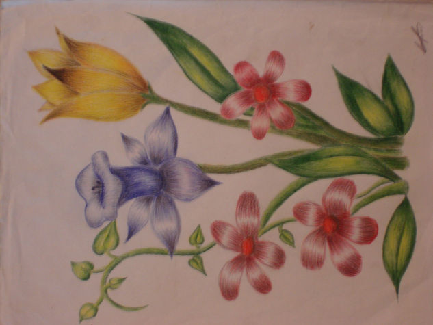 Flores 