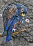 LORO AZUL