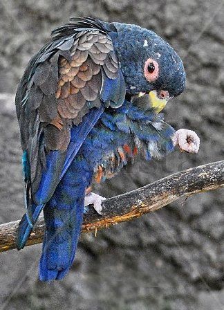 Loro azul