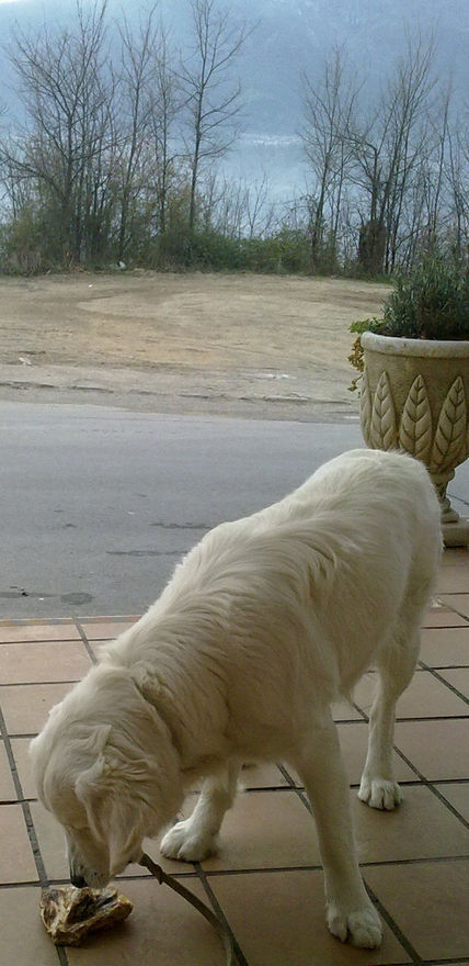 TRUC after the bone...