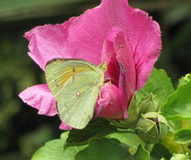 MARIPOSA  -  INSECTOS DE ARGENTINA Nature Color (Digital)