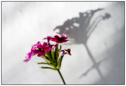 Flor y sombra