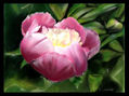 PIVOINE