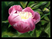 Pivoine