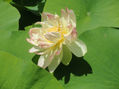 FLOR DE NENÚFAR